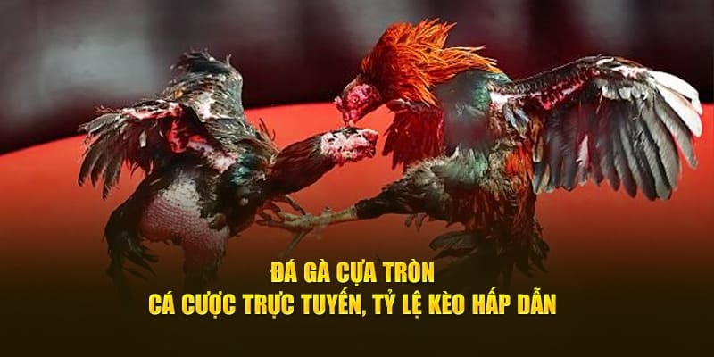 Đá gà cựa tròn và các cửa cược cần nhớ 