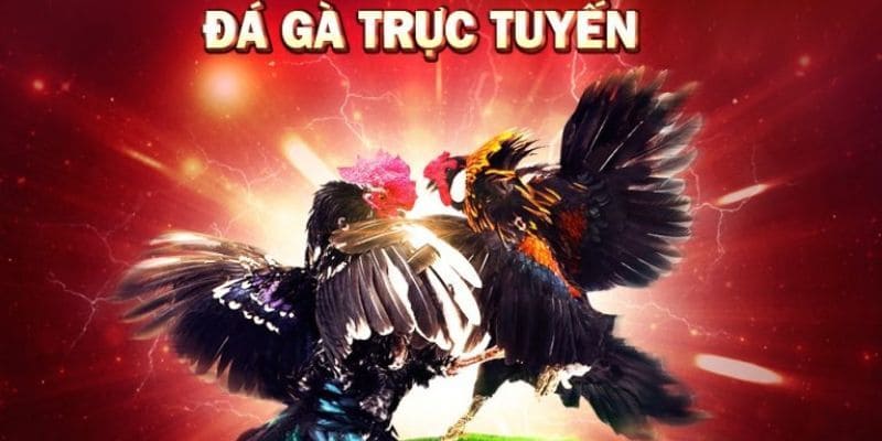 Đá gà nòi trực tuyến - Giải trí không giới hạn mỗi ngày